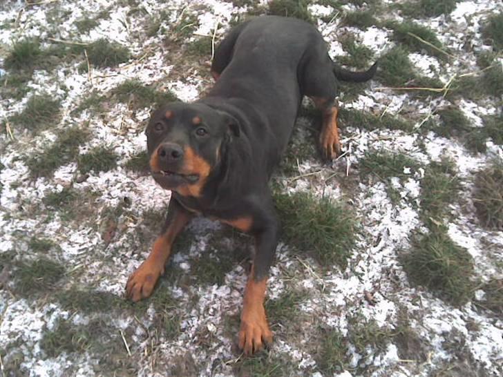 Rottweiler molly billede 13