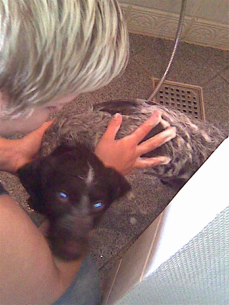 Ruhåret hønsehund Balder - I bad billede 10