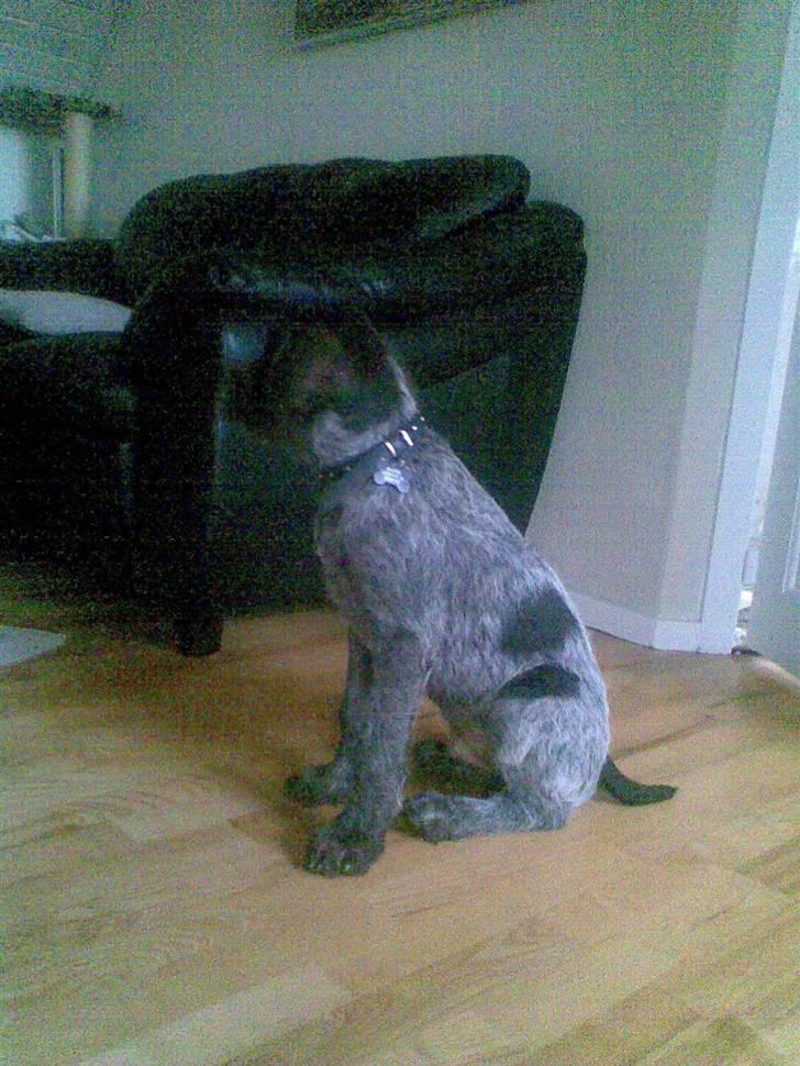 Ruhåret hønsehund Balder billede 11