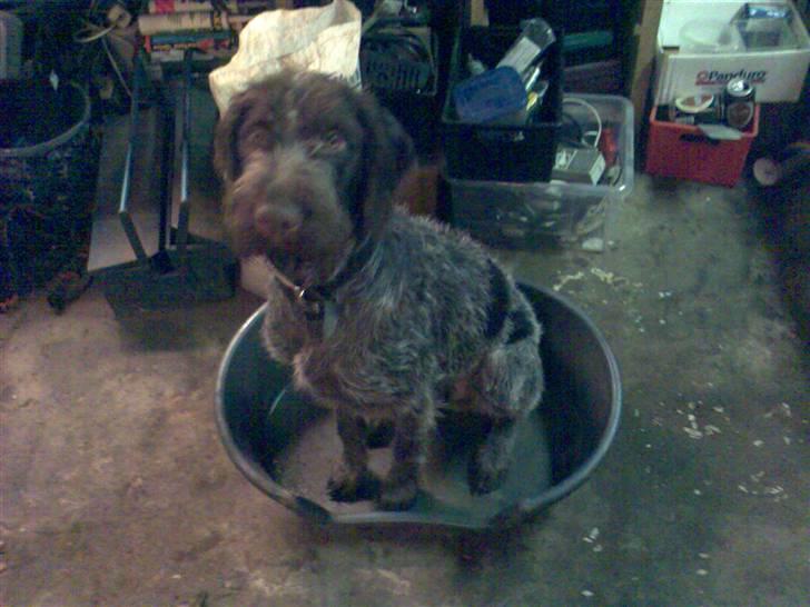 Ruhåret hønsehund Balder billede 12