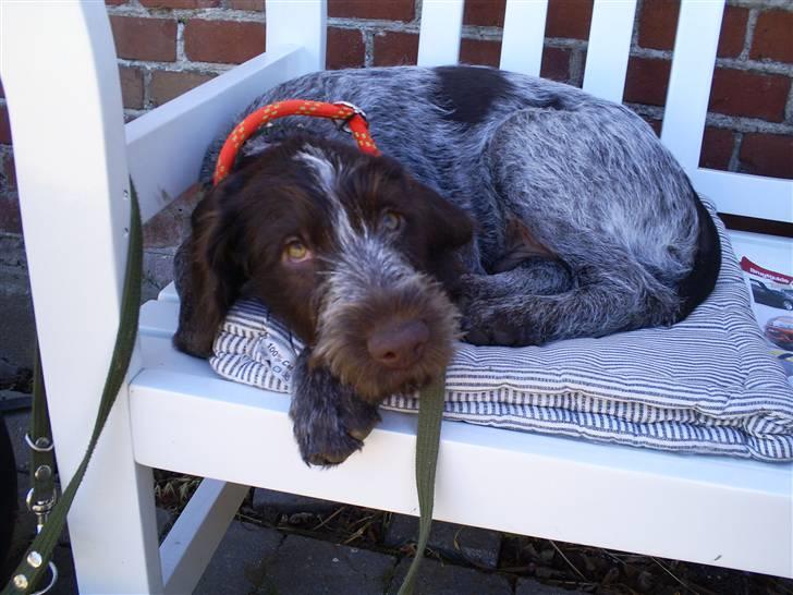 Ruhåret hønsehund Balder billede 13