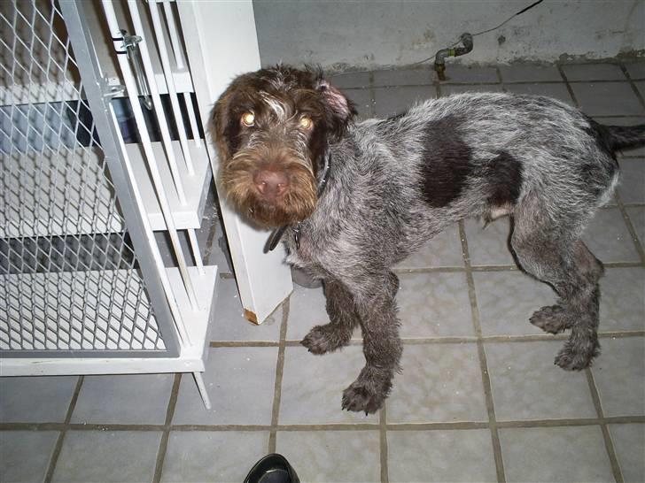 Ruhåret hønsehund Balder billede 14