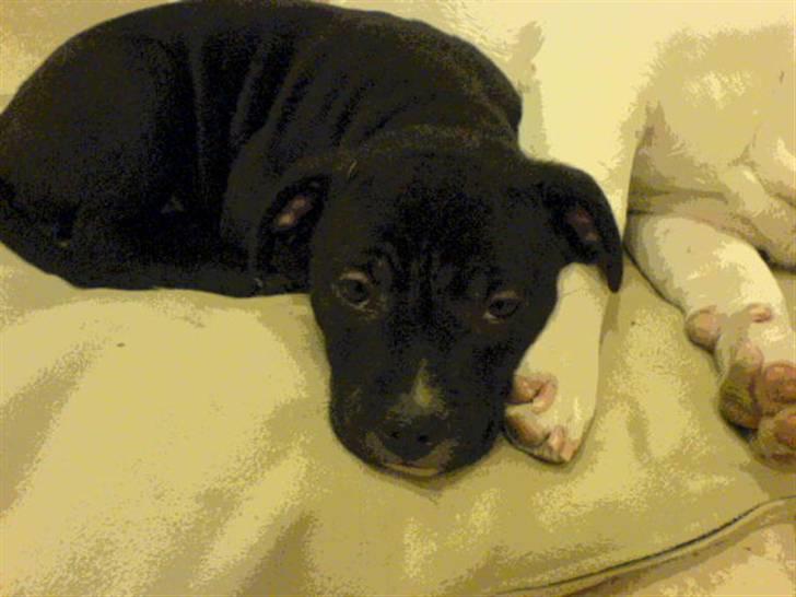 Staffordshire bull terrier Gaia billede 3