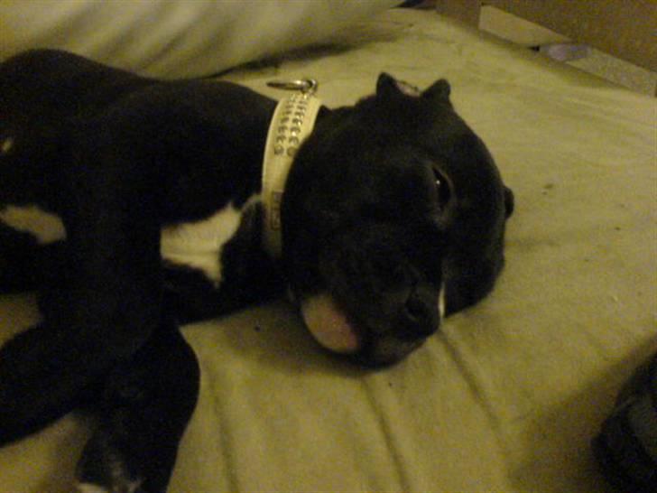 Staffordshire bull terrier Gaia billede 4