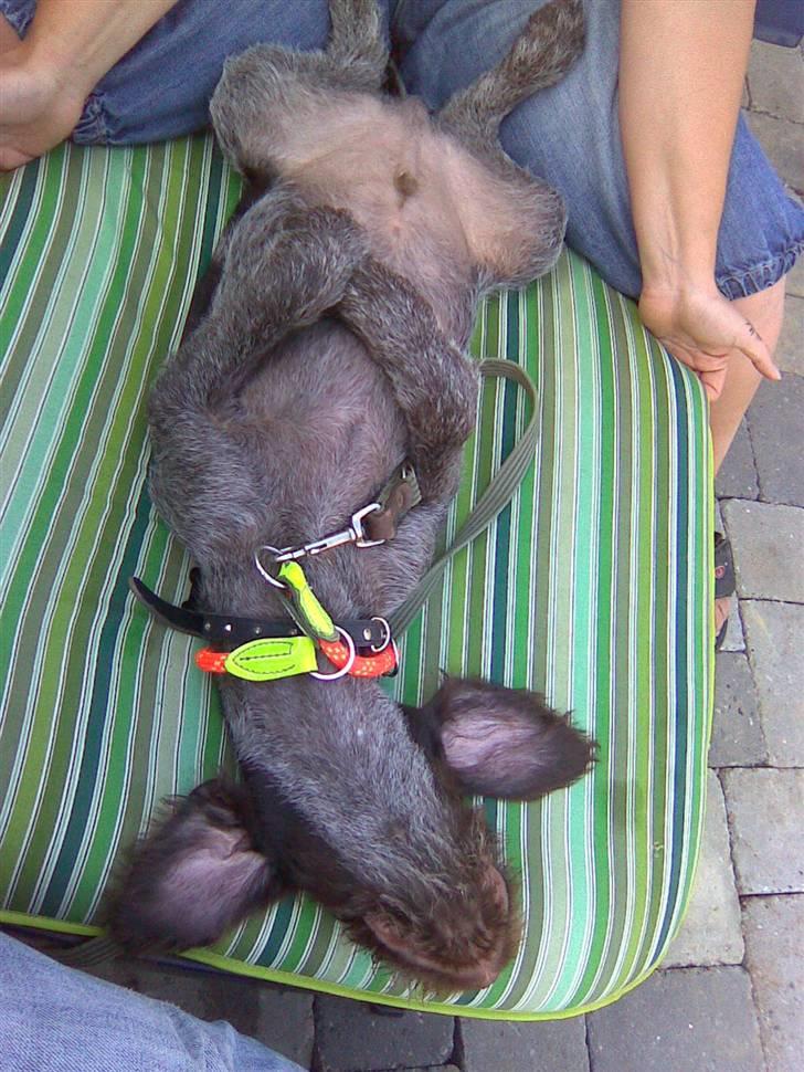 Ruhåret hønsehund Balder billede 15