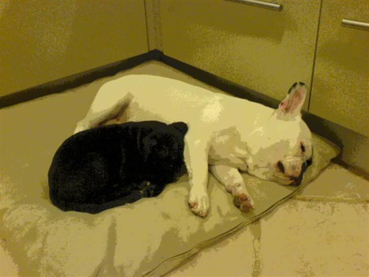 Staffordshire bull terrier Gaia billede 5