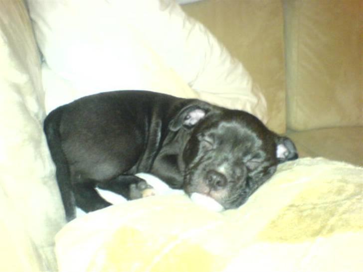 Staffordshire bull terrier Gaia billede 6