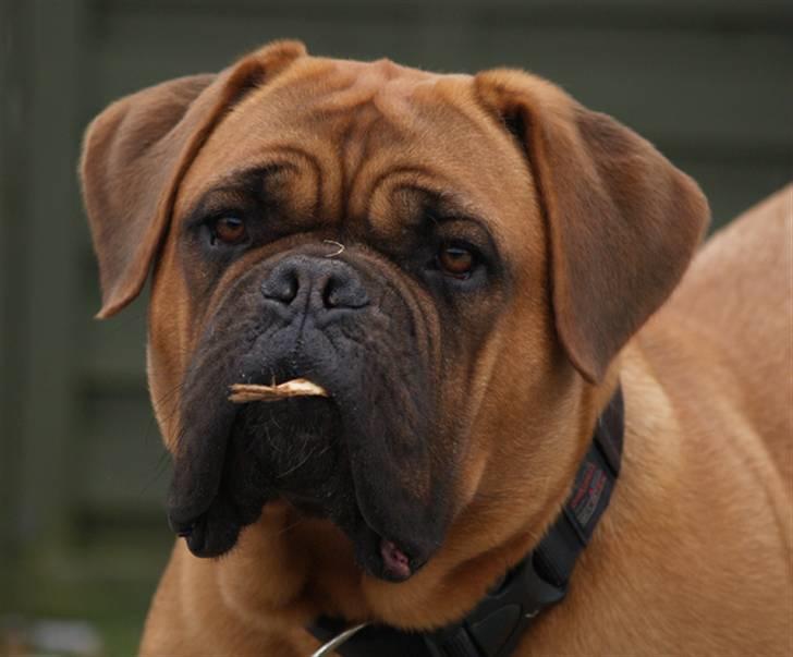 Dogue de bordeaux Saga von Nordniedersachen billede 11