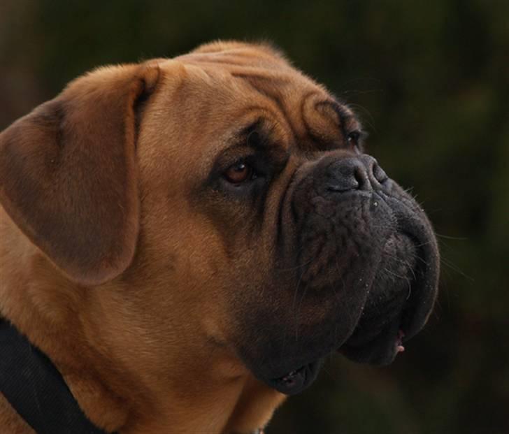 Dogue de bordeaux Saga von Nordniedersachen billede 12