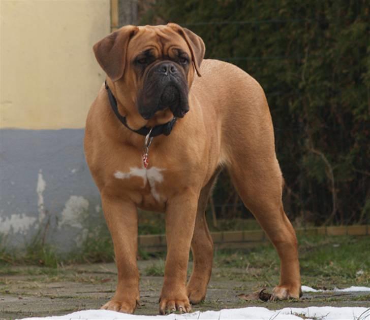 Dogue de bordeaux Saga von Nordniedersachen billede 13