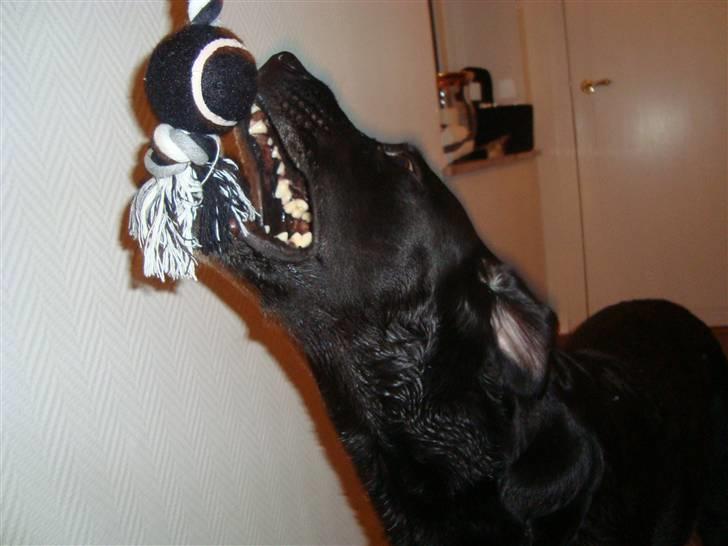 Labrador retriever Sille (Himmelhund) billede 8