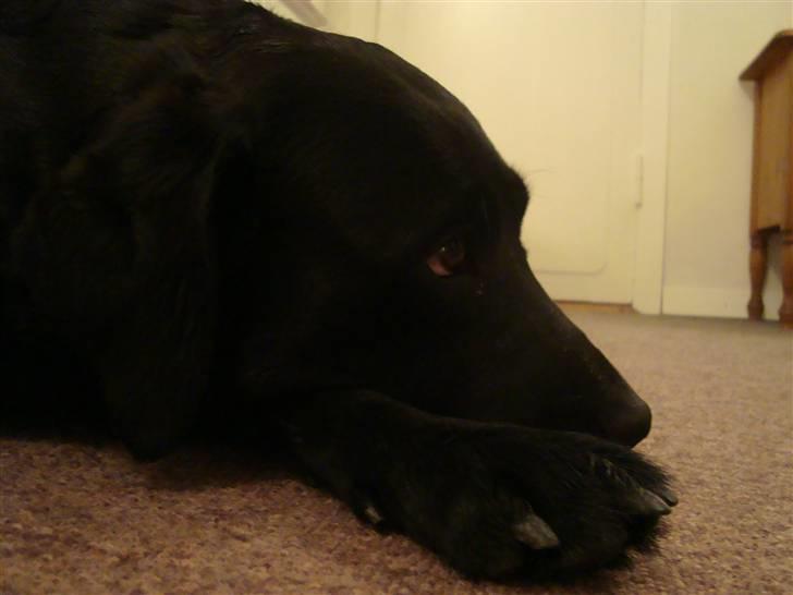 Labrador retriever Sille (Himmelhund) billede 9