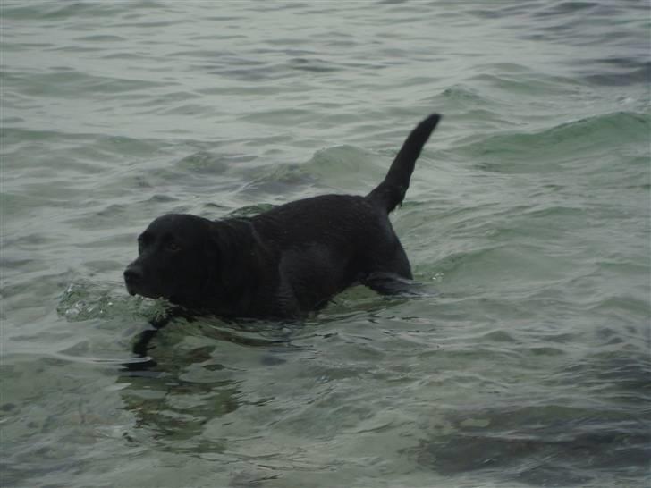 Labrador retriever Sille (Himmelhund) billede 12