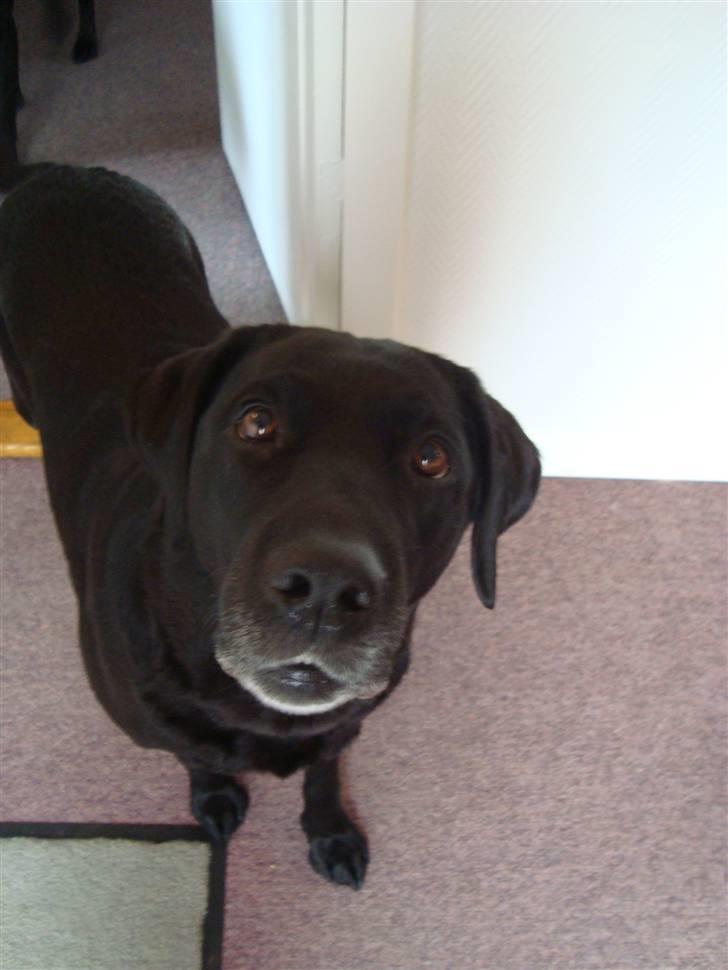 Labrador retriever Sille (Himmelhund) billede 13