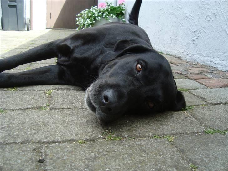 Labrador retriever Sille (Himmelhund) billede 14