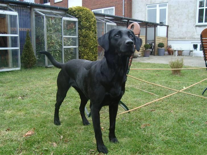 Blanding af racer Tøzzen billede 1