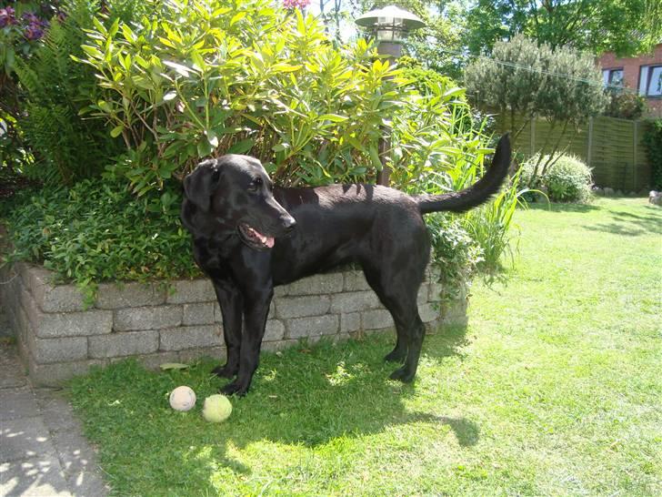 Blanding af racer Tøzzen billede 2