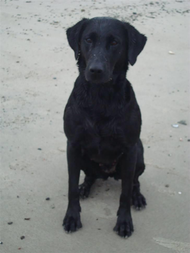 Blanding af racer Tøzzen billede 3