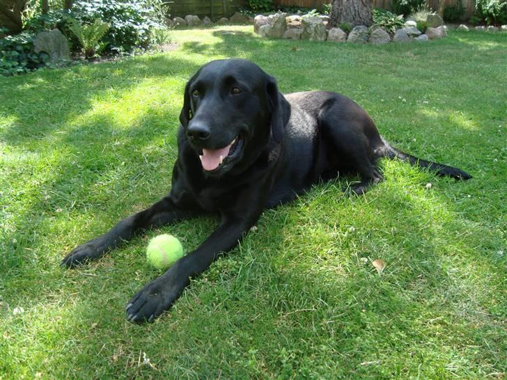 Blanding af racer Tøzzen billede 6