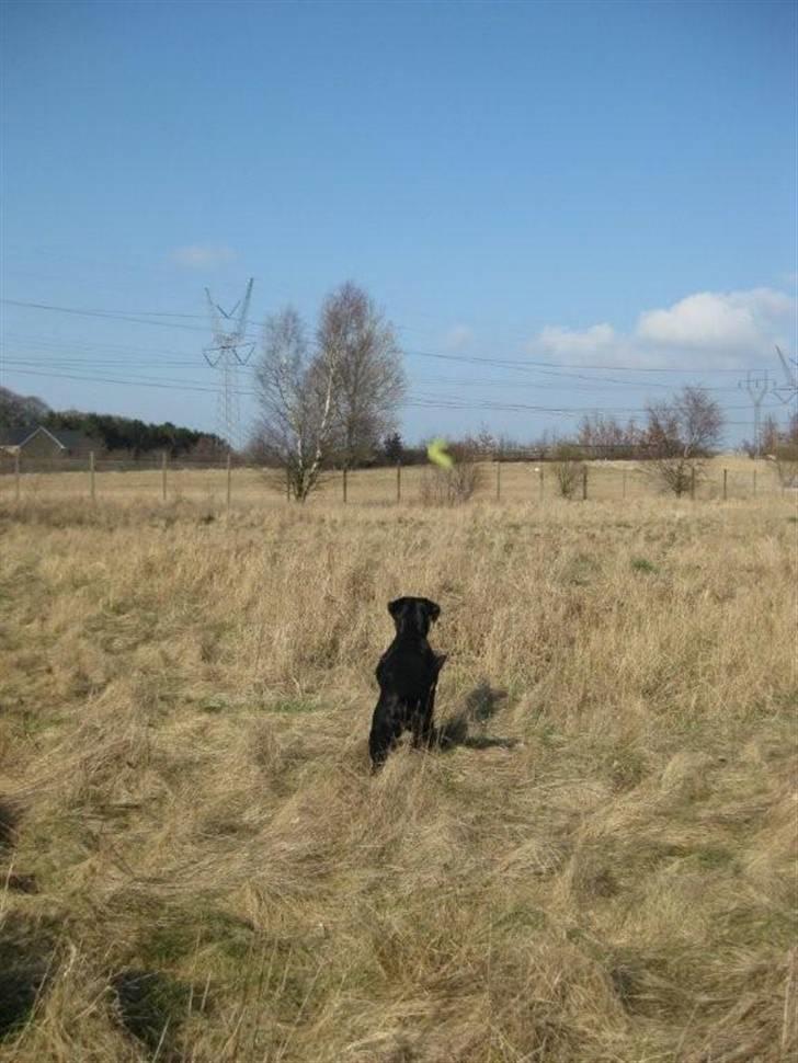 Blanding af racer Tøzzen - Jeg skal nok fange dig..!!.. billede 7