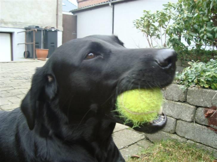 Blanding af racer Tøzzen - Her er et eksempel på at hun bruger tennisbolde som tygge-gummi.....;-D.. billede 9
