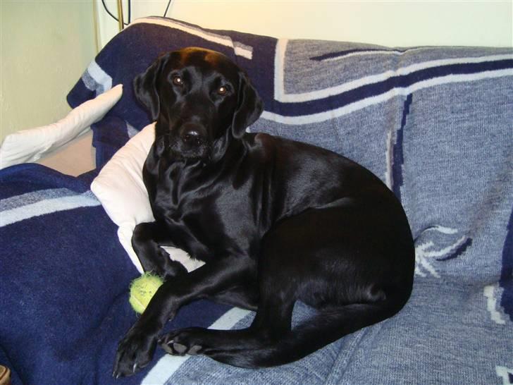 Blanding af racer Tøzzen billede 10