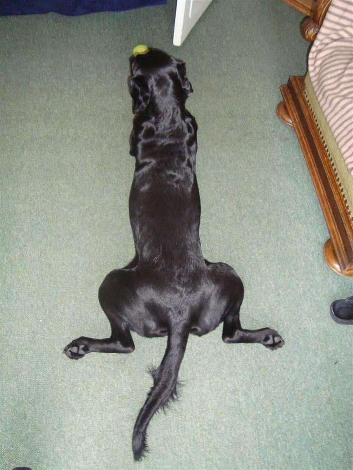 Blanding af racer Tøzzen - JA.... sådan ligger Tøzzen når hun ligger behageligt.... billede 11