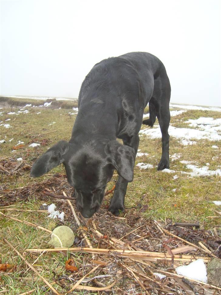 Blanding af racer Tøzzen billede 13