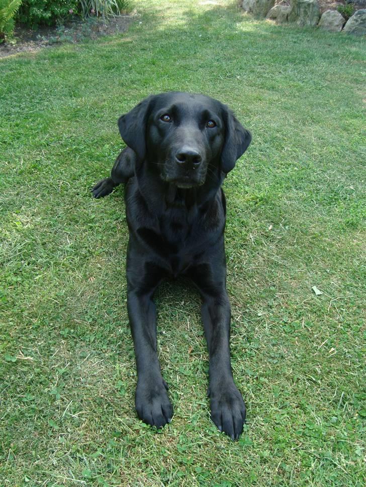 Blanding af racer Tøzzen billede 14