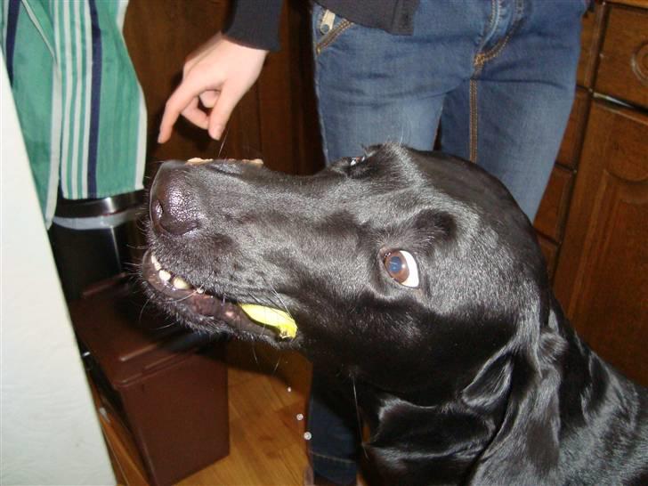 Blanding af racer Tøzzen - HVAD HAR JEG DOG FÅET I MUNDEN....????... billede 15