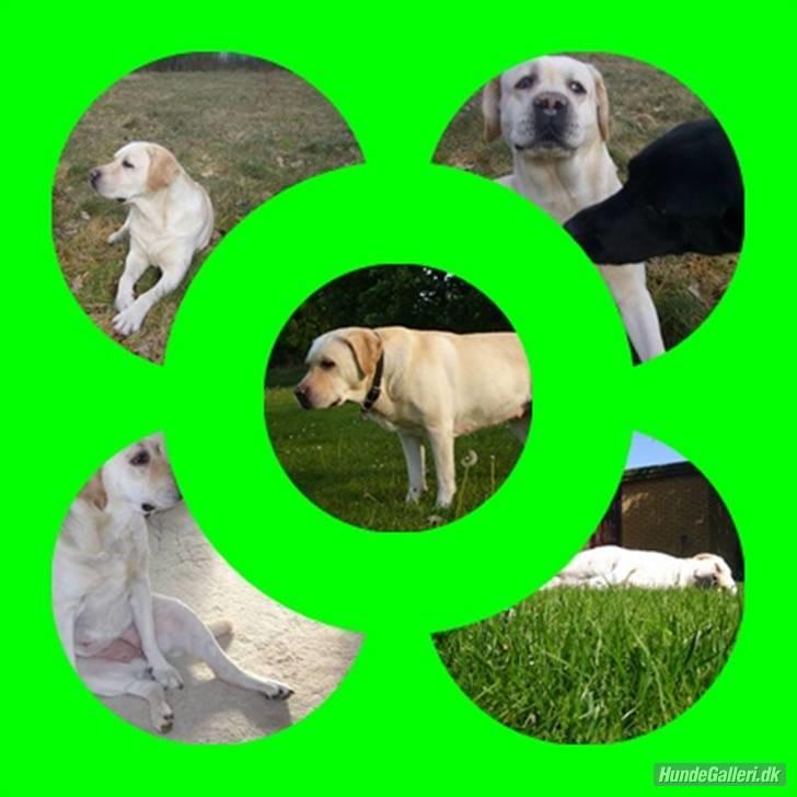 Labrador retriever Agnes - velkommen til min profil (lav eller middel begrundes) tak til lise fordi hun gad lave billedet billede 1