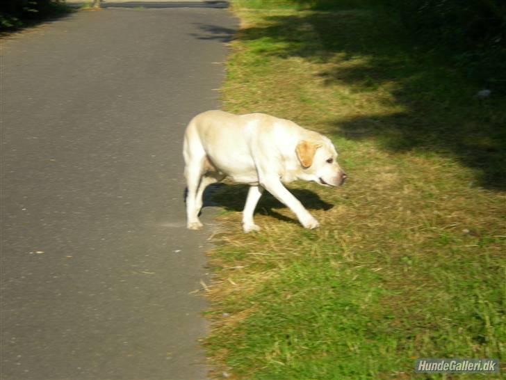 Labrador retriever Agnes - juhuuu endelig fri billede 3