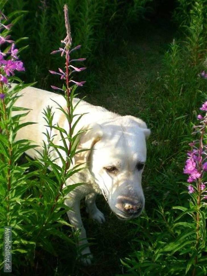 Labrador retriever Agnes - mig i nogle blomster billede 4