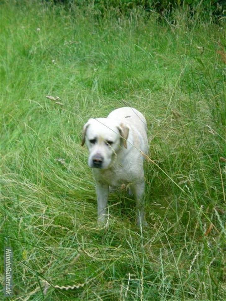 Labrador retriever Agnes - på marken billede 5