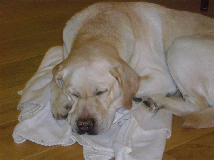 Labrador retriever Agnes - man skal da lige have en middagslur billede 6