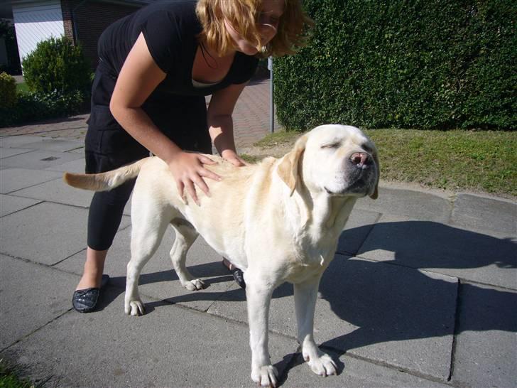 Labrador retriever Agnes - arrrrhhh du er prof. til at give massage mor billede 7