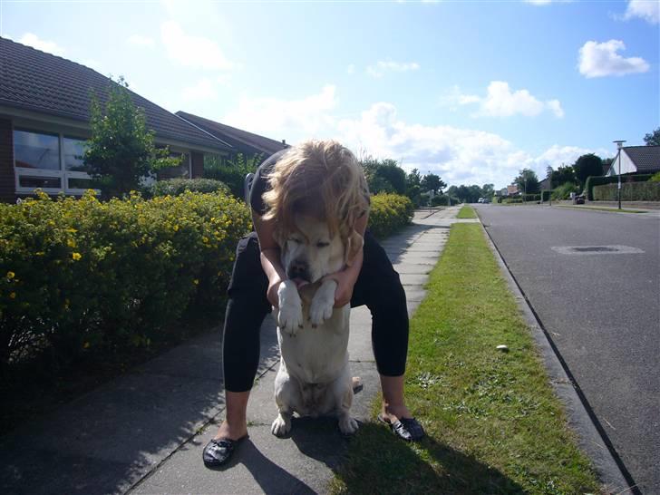 Labrador retriever Agnes - se allesammen jeg kan stejle!!!! billede 8