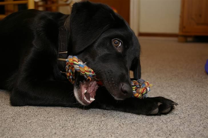 Blanding af racer Bølle billede 1