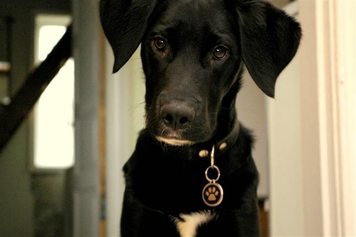 Blanding af racer Bølle billede 2