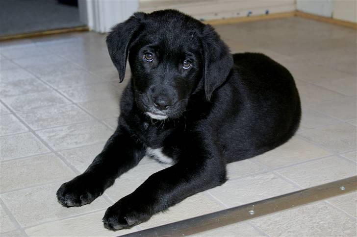 Blanding af racer Bølle billede 3