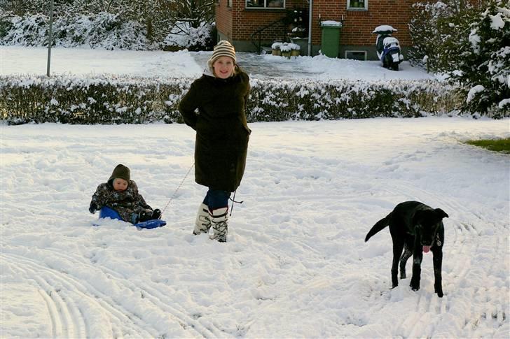 Blanding af racer Bølle billede 4