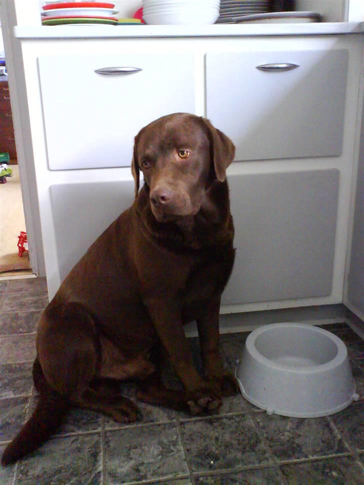 Labrador retriever kenzo<3 R.I.P min prins ;'( - kenne<3 sider oq vendter påe jeq gir ham mad <33 (= billede 4