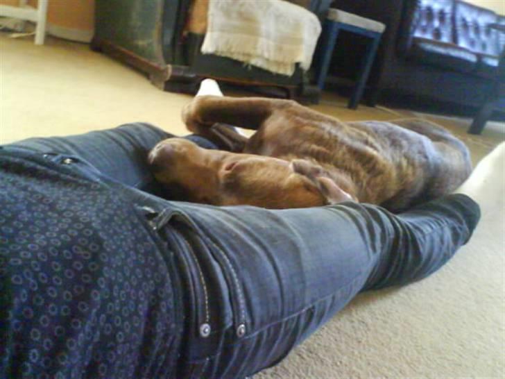 Labrador retriever kenzo<3 R.I.P min prins ;'( - miiq & kenne<3 vi sover tit sårn her<33 billede 5
