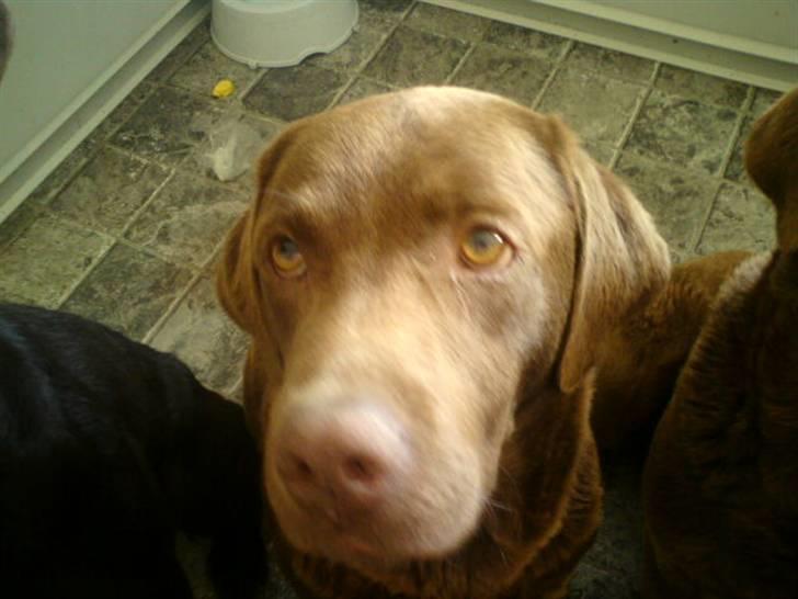 Labrador retriever kenzo<3 R.I.P min prins ;'( - manse´min<3 billede 9