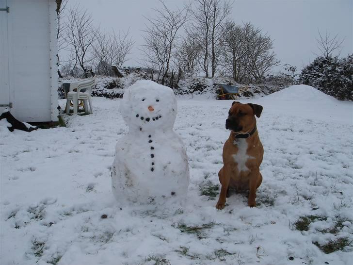 Amerikansk staffordshire terrier Cuda billede 16