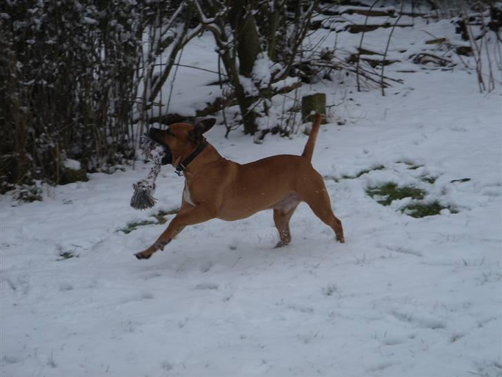 Amerikansk staffordshire terrier Cuda billede 17