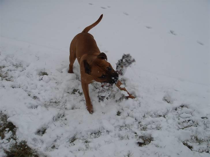 Amerikansk staffordshire terrier Cuda billede 18