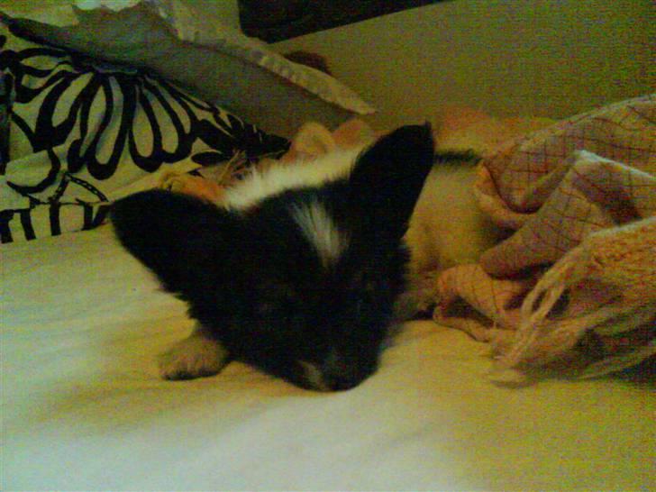 Papillon Good Gracious / Signe<'3 - Næsten lige da vi fik Signe.. :)  billede 1