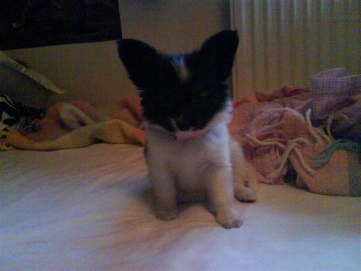 Papillon Good Gracious / Signe<'3 - Smil til kameraet.. ! :D billede 2