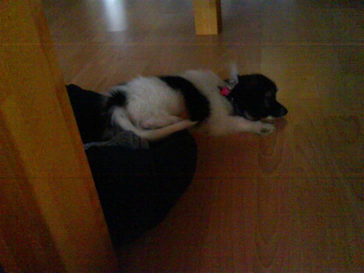 Papillon Good Gracious / Signe<'3 - kurven er ved at være for lille, så Signe sover halvt i kurven og halvt på gulvet.. <´3 billede 3